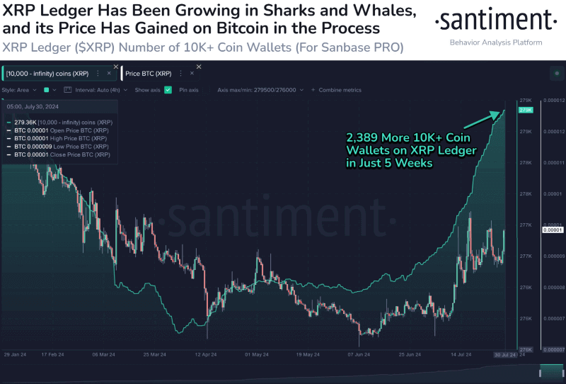 XRP 10K+ wallets vs. price chart. Source: Santiment