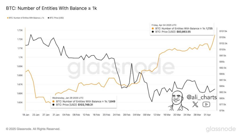 Chart depicting the number of entities holding more than 1,000 BTC. Source: Ali Martinez on X / Glassnode